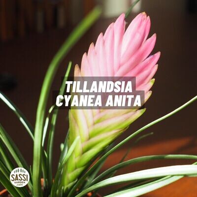 Tillandsia Cyanea 'Anita' - vaso Ø9 cm
