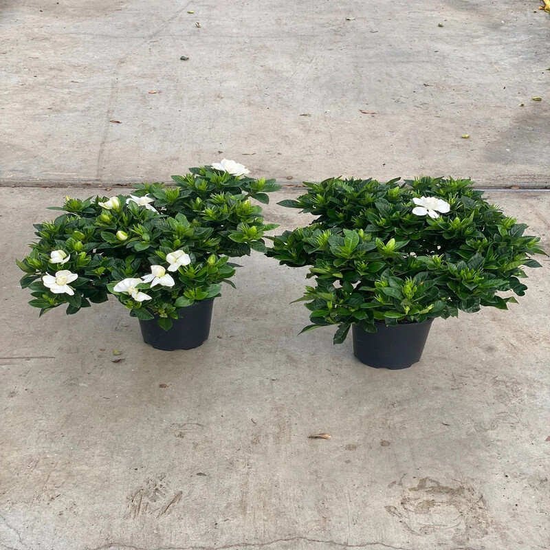 Gardenia jasminoides - vaso Ø17 cm