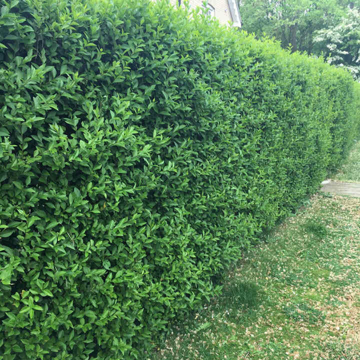 Ligustrum vulgare, Ligustro Selvatico/Ligustro comune - alveolo forestale Ligustrum vulgare, Ligustro Selvatico/Ligustro comune - alveolo forestale