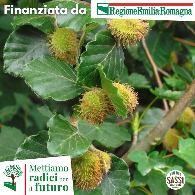 MRPF Fagus sylvatica, Faggio Comune/Faggio Occidentale - ALBERO IN VASO ALTO MRPF Fagus sylvatica, Faggio Comune/Faggio Occidentale - ALBERO IN VASO ALTO