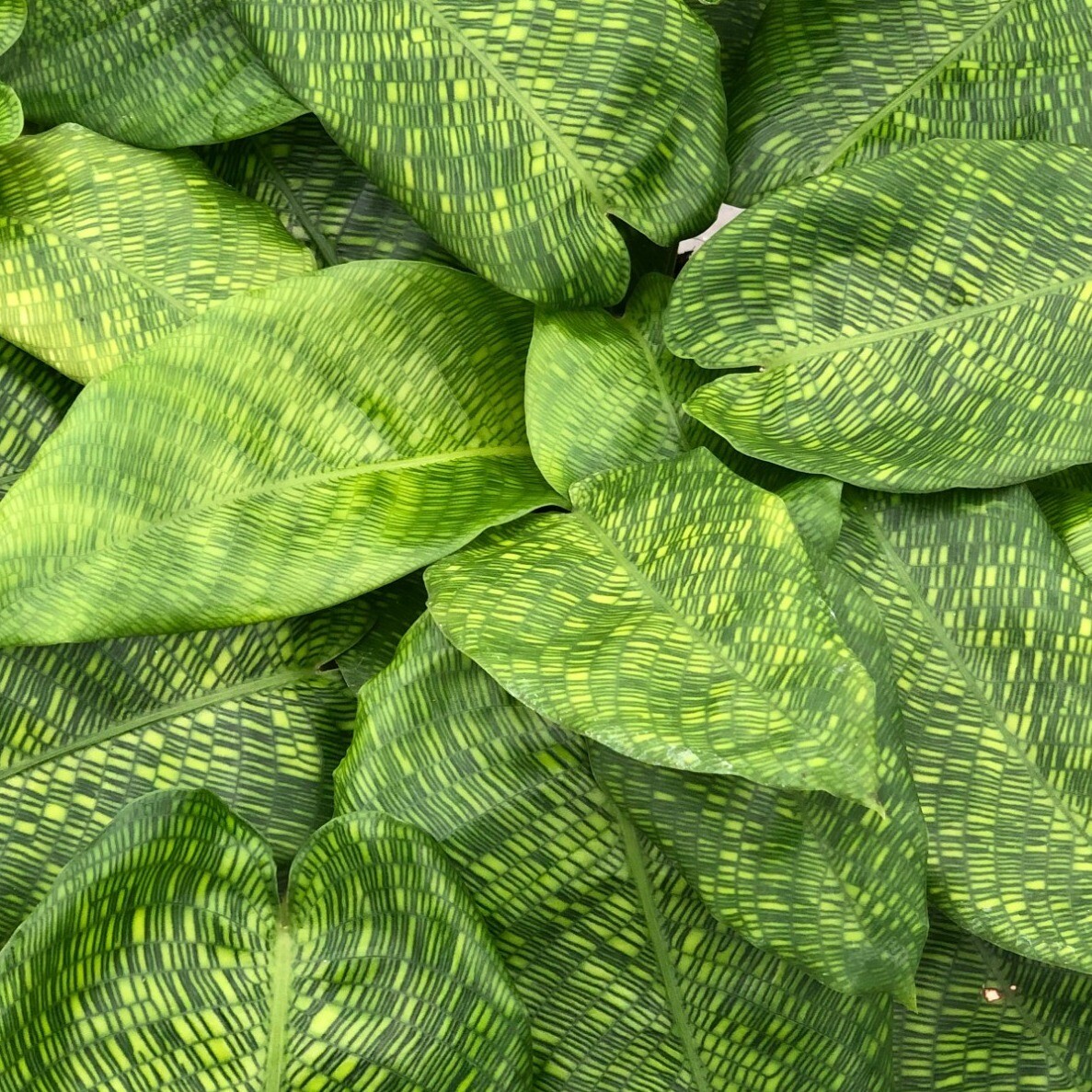 Calathea musaica 'Network' - vaso Ø12 cm Calathea musaica 'Network' - vaso Ø12 cm