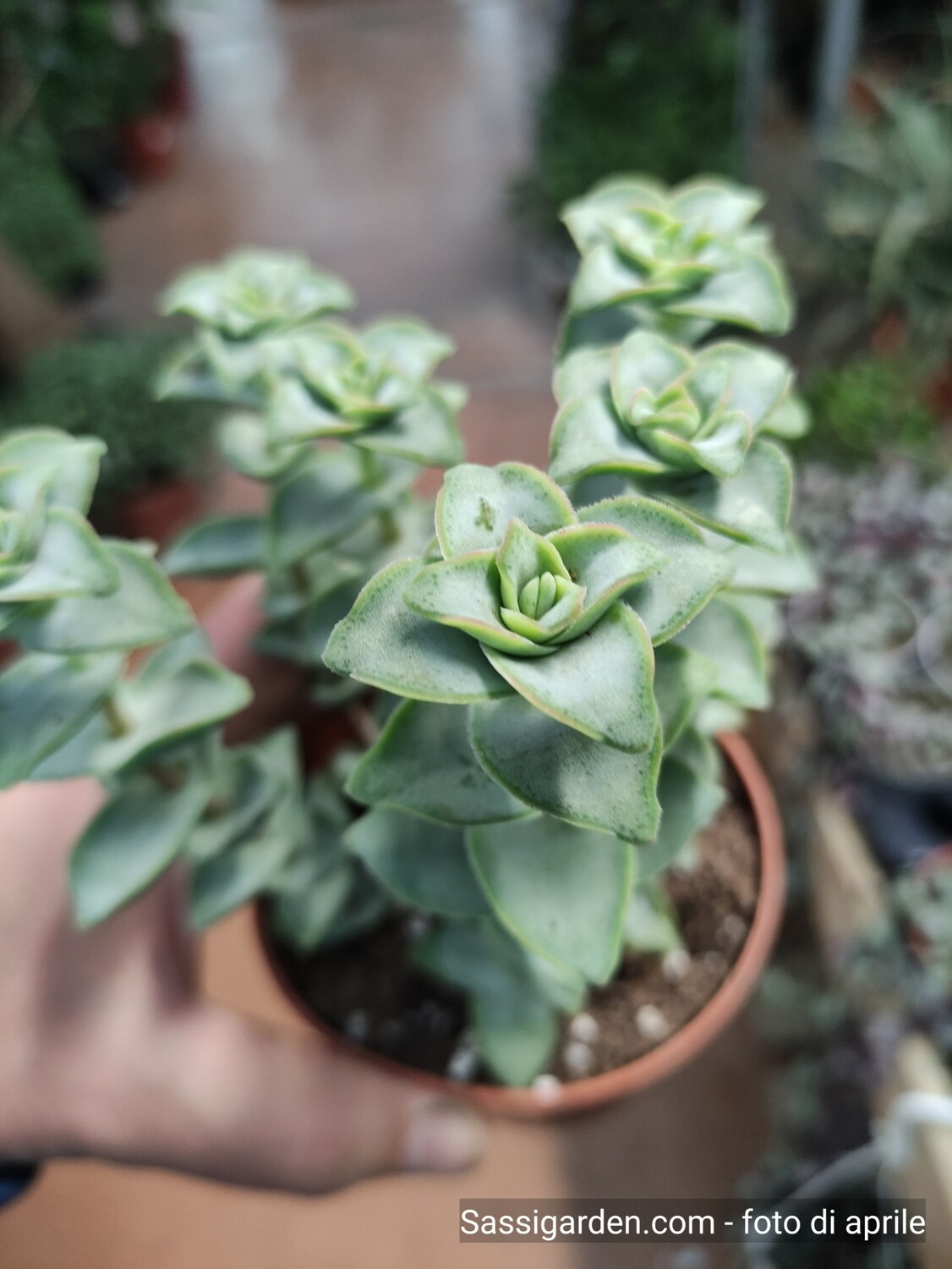 Crassula Perforata 'Giant Form', Collana di Bottoni - vaso Ø8 cm Crassula Perforata 'Giant Form', Collana di Bottoni - vaso Ø8 cm