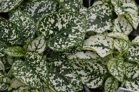 Hypoestes phyllostachya BIANCA - vaso Ø8 cm