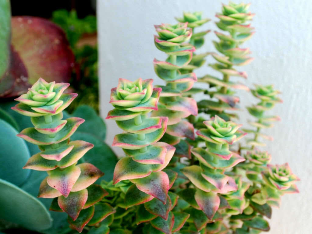 Crassula Perforata Variegata, Collana di Bottoni - vaso Ø 10 cm