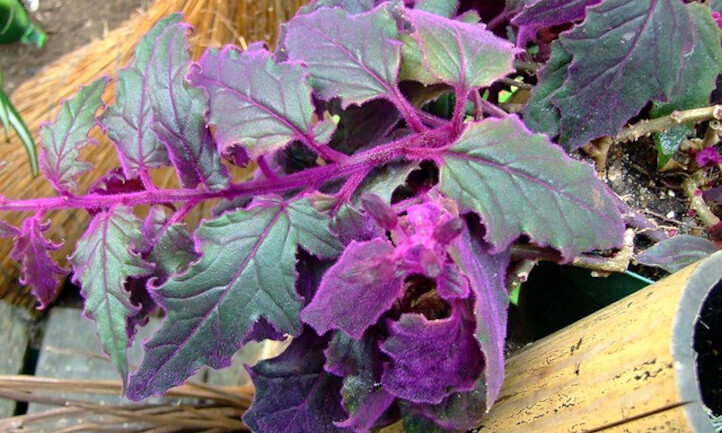 Gynura Aurantica 'Purple Passion' - vaso Ø8 cm