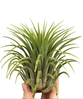 Tillandsia Ionantha verde XXL
