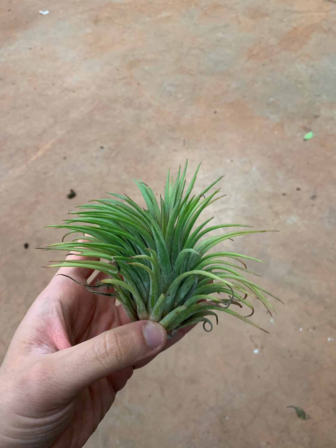 Tillandsia Ionantha verde XXL Tillandsia Ionantha verde XXL