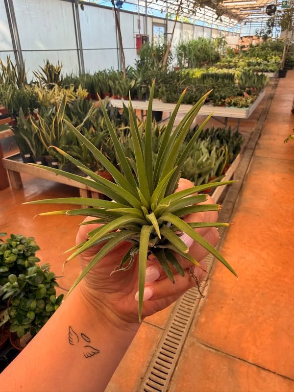Tillandsia Ionantha verde XL