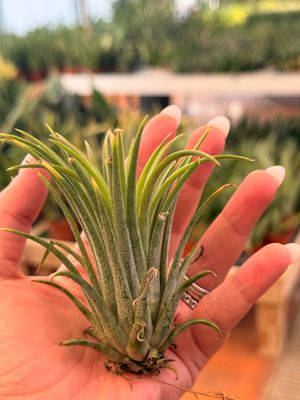 Tillandsia Ionantha verde XL
