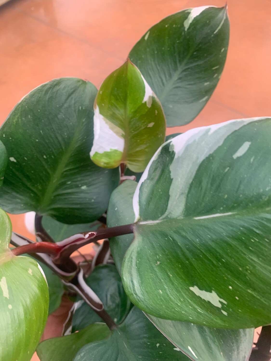 Philodendron White Knight, Filodendro - vaso Ø12 cm
