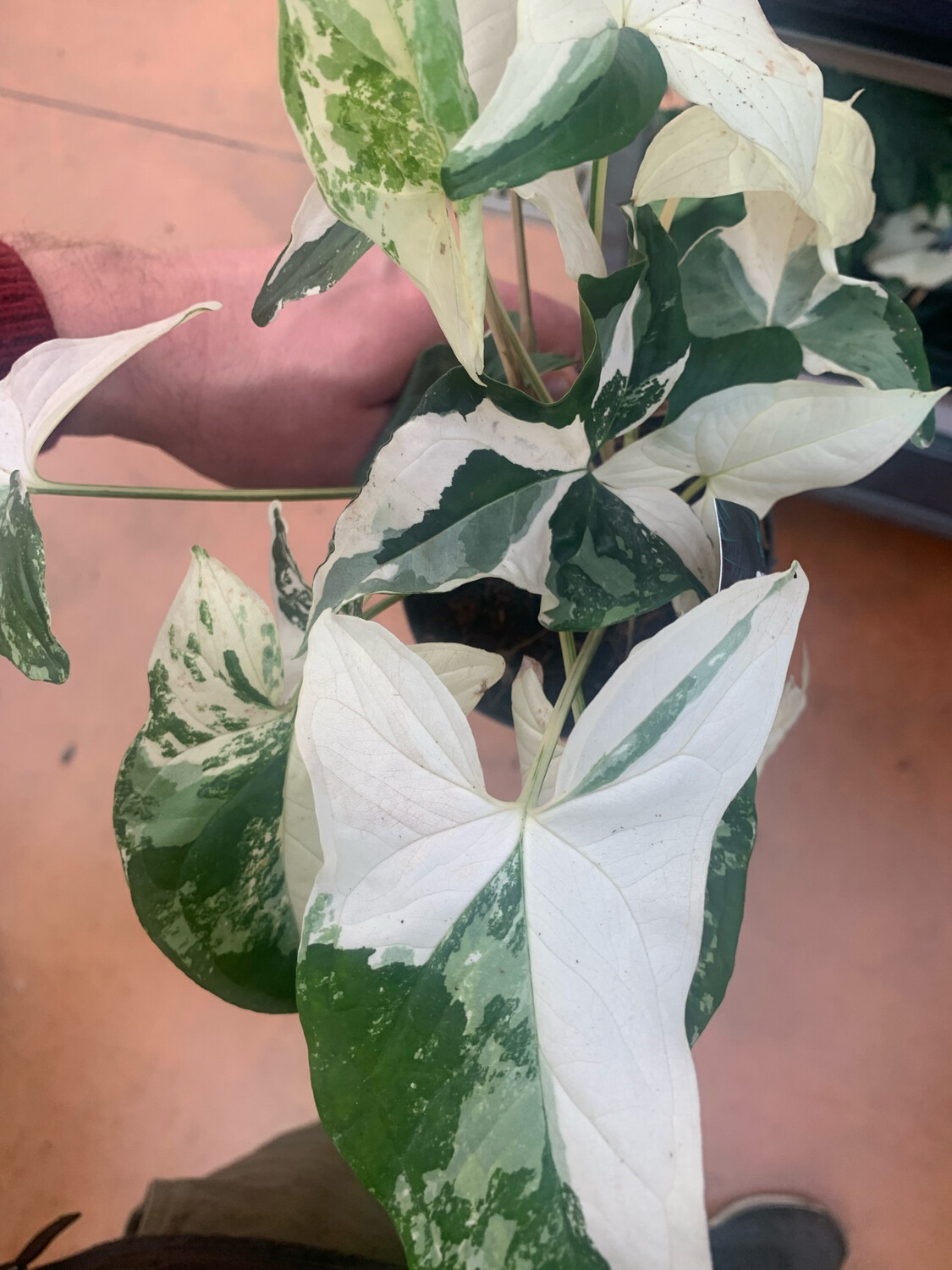 Syngonium podophyllum 'Albo variegata' - vaso Ø12 cm Syngonium podophyllum 'Albo variegata' - vaso Ø12 cm