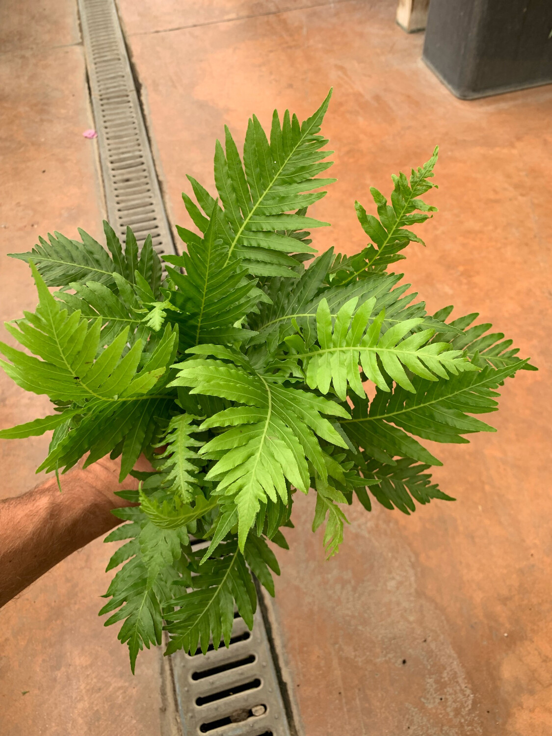 Felce da interno, Blechnum gibbum 'Silver Lady' - vaso Ø12 cm