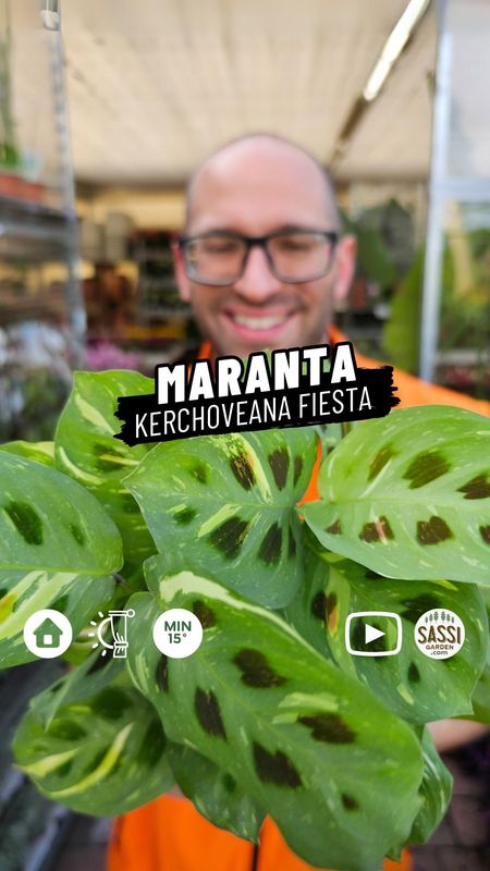 Maranta Leuconeura Kerchoveana Variegata 'Fiesta' - vaso Ø12 cm