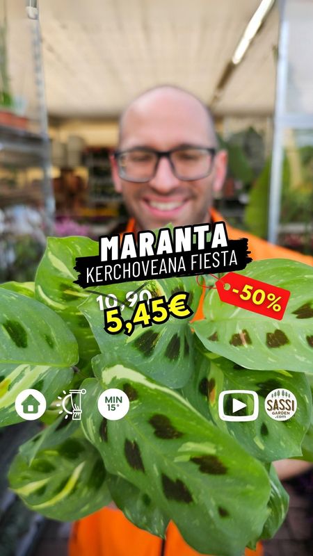 Maranta Leuconeura Kerchoveana Variegata 'Fiesta' - vaso Ø12 cm