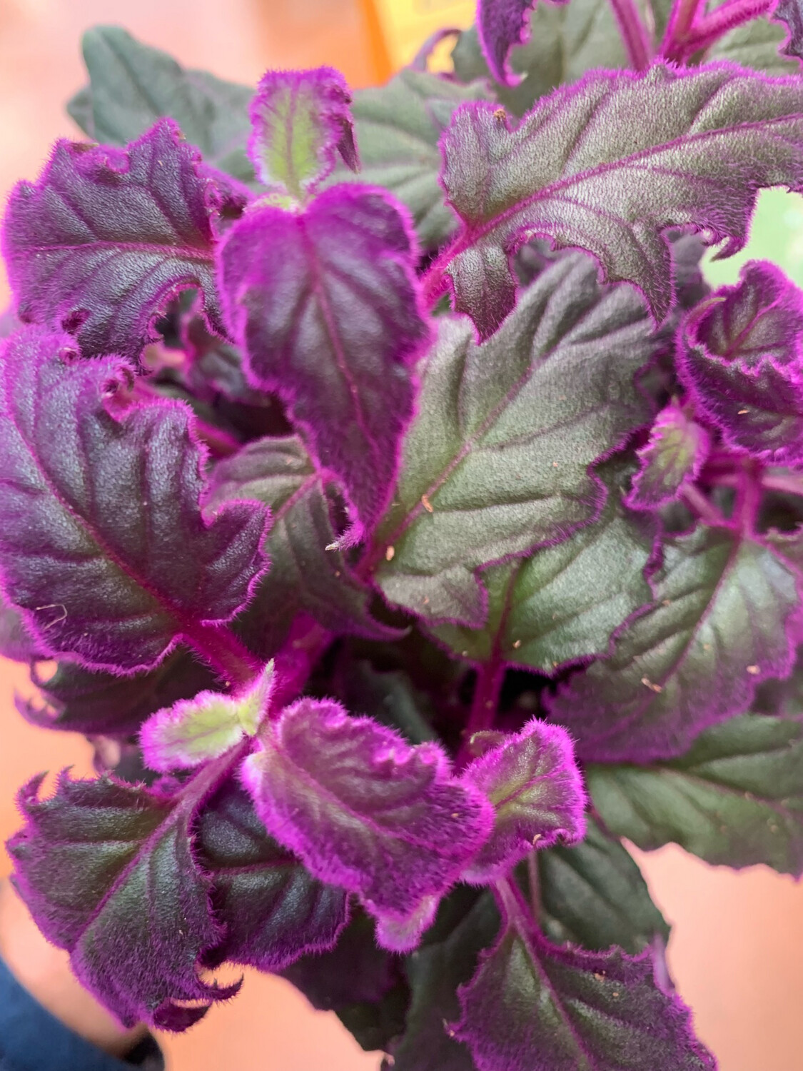 Gynura Aurantica 'Purple Passion' - vaso Ø12 cm Gynura Aurantica 'Purple Passion' - vaso Ø12 cm