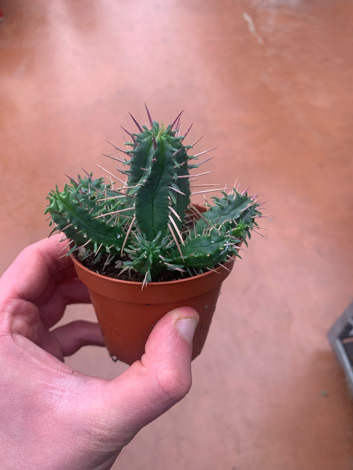 Euphorbia ferox - vaso Ø8 cm Euphorbia ferox - vaso Ø8 cm
