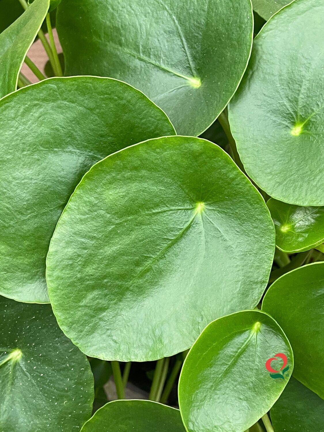 Pianta delle monete, Pilea peperomioides - vaso Ø15 cm