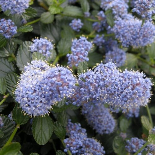 Ceanothus thyrsiflorus 'Repens', Lillà della California - vaso Ø17 cm