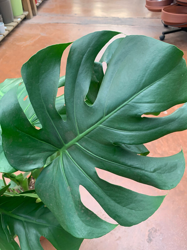Monstera Deliciosa, Philodendron Pertusum - vaso Ø27 cm, (senza bastone)