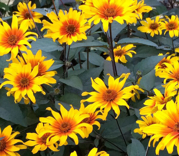 Heliopsis helianthoides ‘Burning Hearts’’ - vaso 12 cm quadro