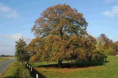 MRPF Tilia cordata, Tiglio selvatico - ALBERO IN VASO ALTO> 1,5 m