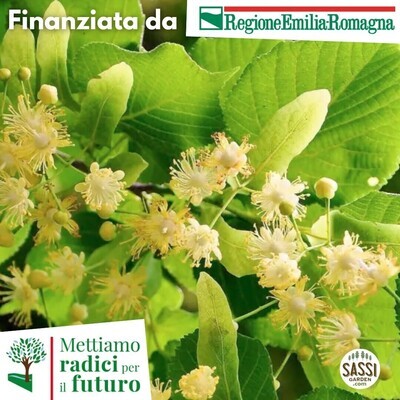 MRPF Tilia cordata, Tiglio selvatico - ALBERO IN VASO ALTO> 1,5 m