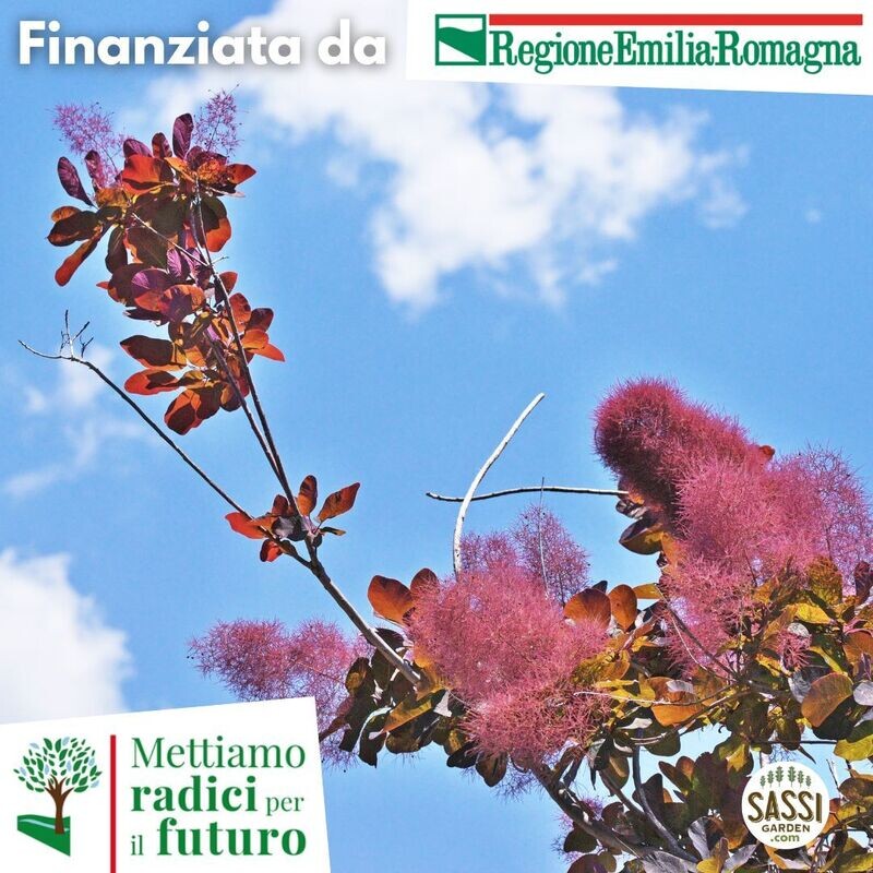 MRPF Cotinus coggygria, Scotano/Albero di nebbia - ARBUSTO IN VASO/ CONTENITORE FORESTALE  vaso Ø 10cm