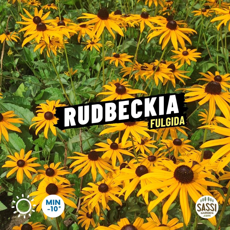 Rudbeckia Fulgida Sullivan - vaso 9 cm Rudbeckia Fulgida Sullivan - vaso 9 cm