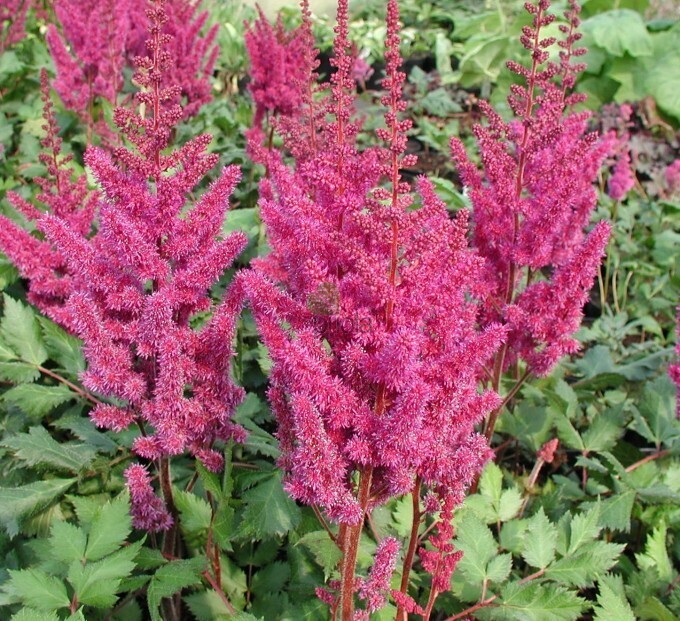 Astilbe 'Visions in Red' - vaso 11x11 cm
