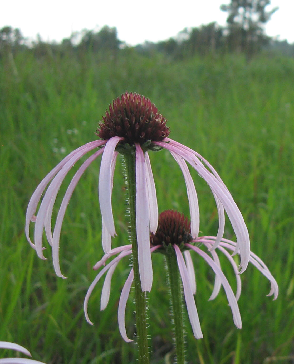 Echinacea simulata - vaso 17 cm quadrato Echinacea simulata - vaso 17 cm quadrato