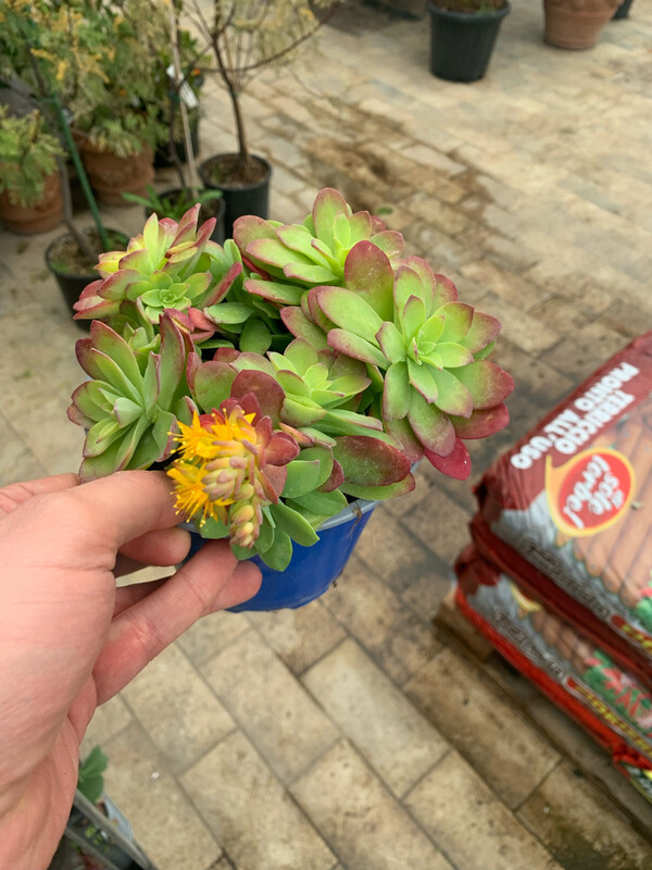 Sedum palmeri - vaso Ø15 cm