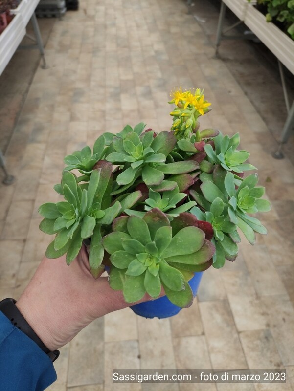 Sedum palmeri - vaso Ø15  cm