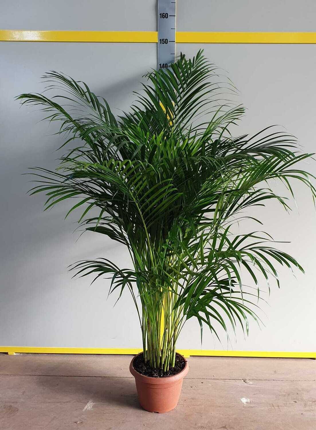 Areca, Dypsis lutescens - vaso Ø24 cm, h 130 cm Areca, Dypsis lutescens - vaso Ø24 cm, h 130 cm