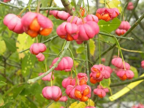 Euonymus europaeus, Fusaggine Berretta del prete - vaso Ø18 cm Euonymus europaeus, Fusaggine Berretta del prete - vaso Ø18 cm