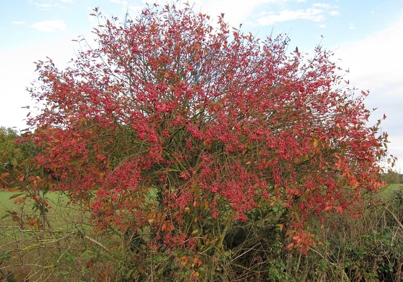 Euonymus europaeus, Fusaggine Berretta del prete - vaso Ø18 cm