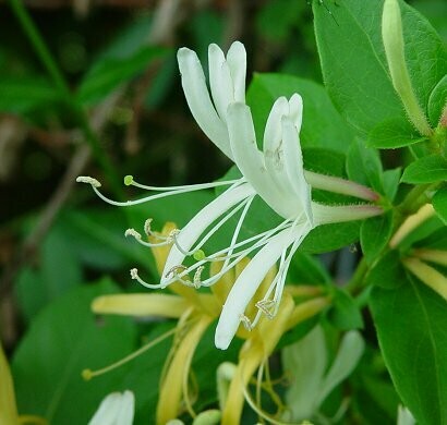 Lonicera japonica 'Halliana' Caprifoglio giapponese - vaso Ø15 cm, h 60 cmscod