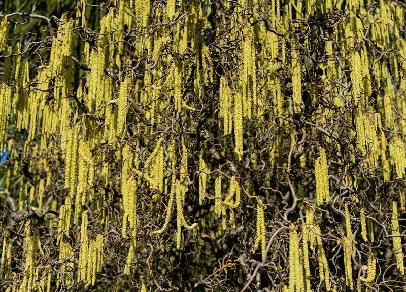 Nocciolo Contorto, Corylus avellana 'Contorta' - vaso Ø20 cm