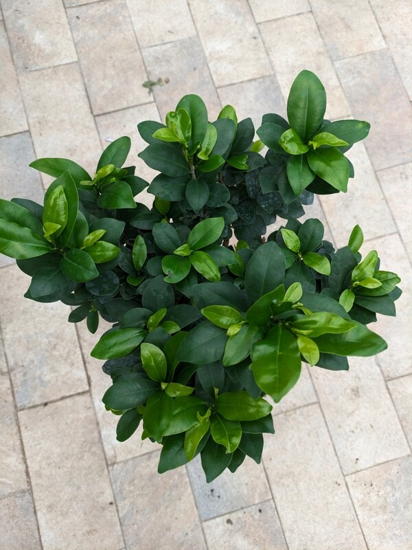 Bonsai Ficus Ginseng, Ficus microcarpa - vaso Ø22 cm