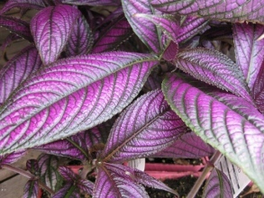Strobilanthes Dyeranus, Scudo Persiano, Persian Shield, Strobilante - vaso Ø13 cm