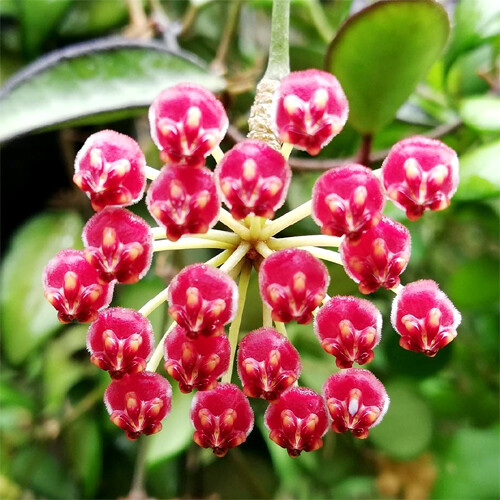 Hoya Rosita - vaso Ø14 cm bk