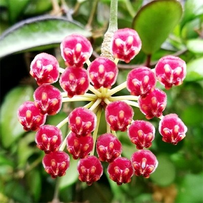 Hoya Rosita - vaso Ø14 cm bk