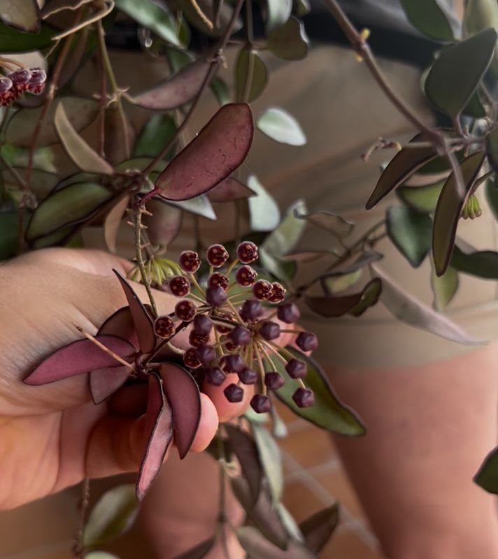 Hoya Rosita - vaso Ø14 cm bk