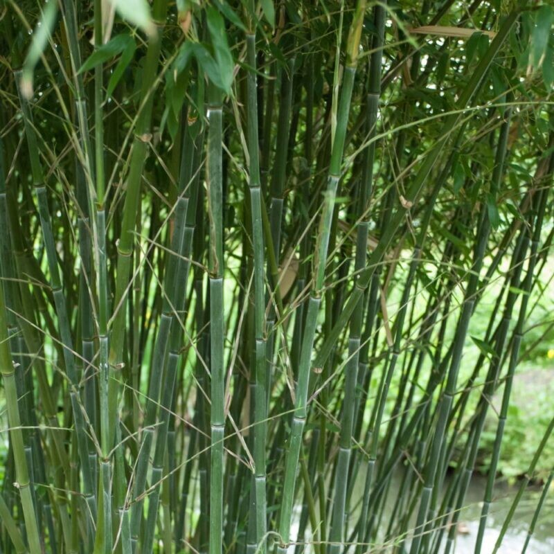 Bamboo, Bambù, Phyllostachys Bissetti - vaso Ø24 cm, h 140-160 cm