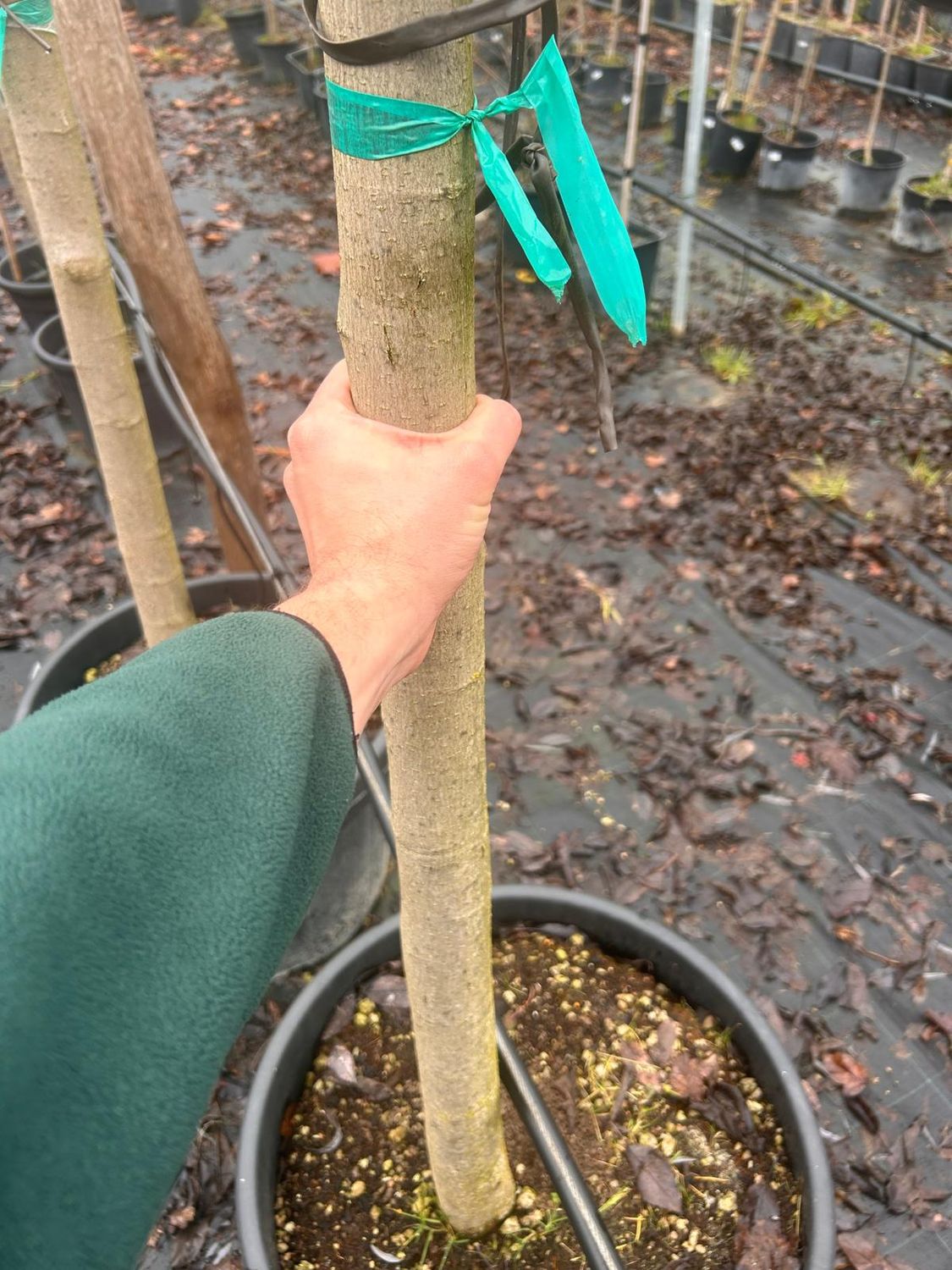 Morus Alba Gelso Fruitless - vaso Ø40 cm Morus Alba Gelso Fruitless - vaso Ø40 cm