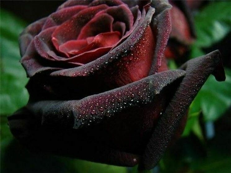 Rosa Black Magic, Rose grandi fiori Tantau - vaso Ø22 cm