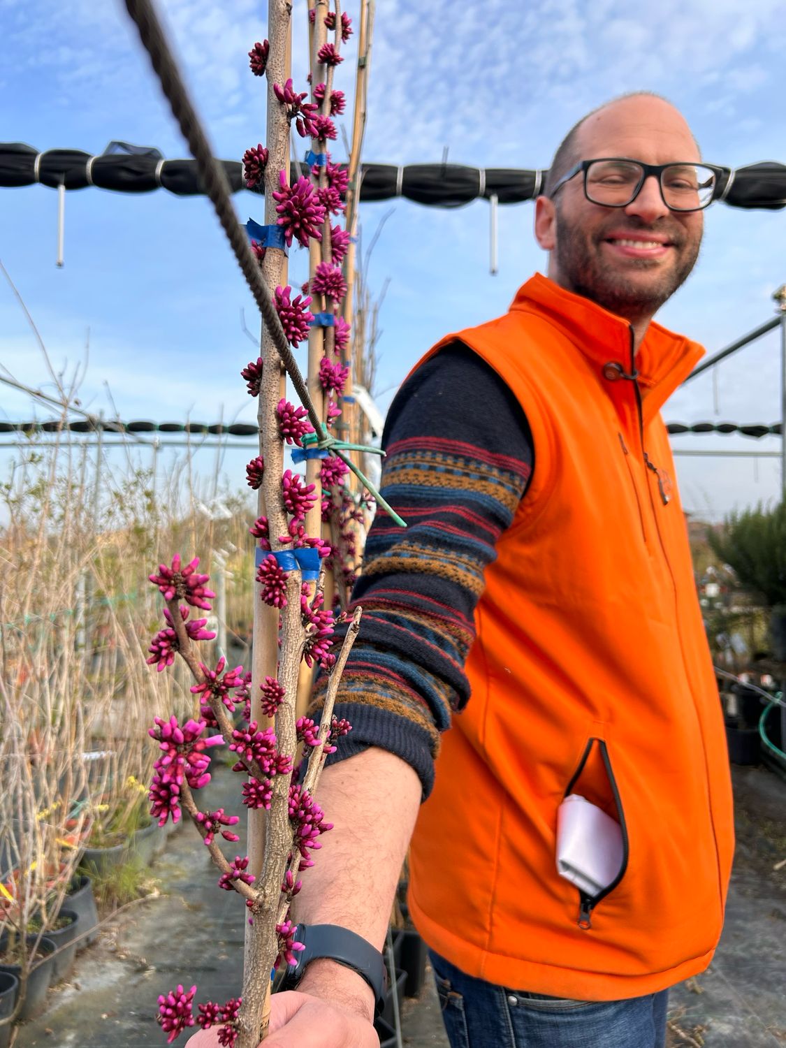 Cercis chinensis 'Avondale', Albero del Giuda Cinese 'Avondale' -  vaso Ø24 cm