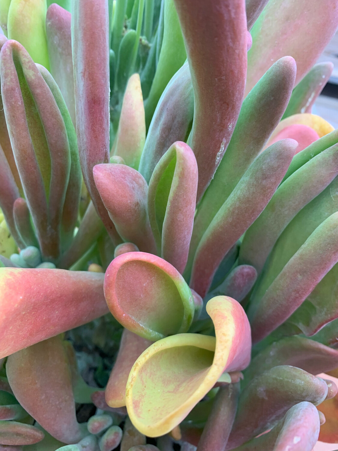 Kalanchoe luciae 'Oricula' - vaso Ø12 cm Kalanchoe luciae 'Oricula' - vaso Ø12 cm