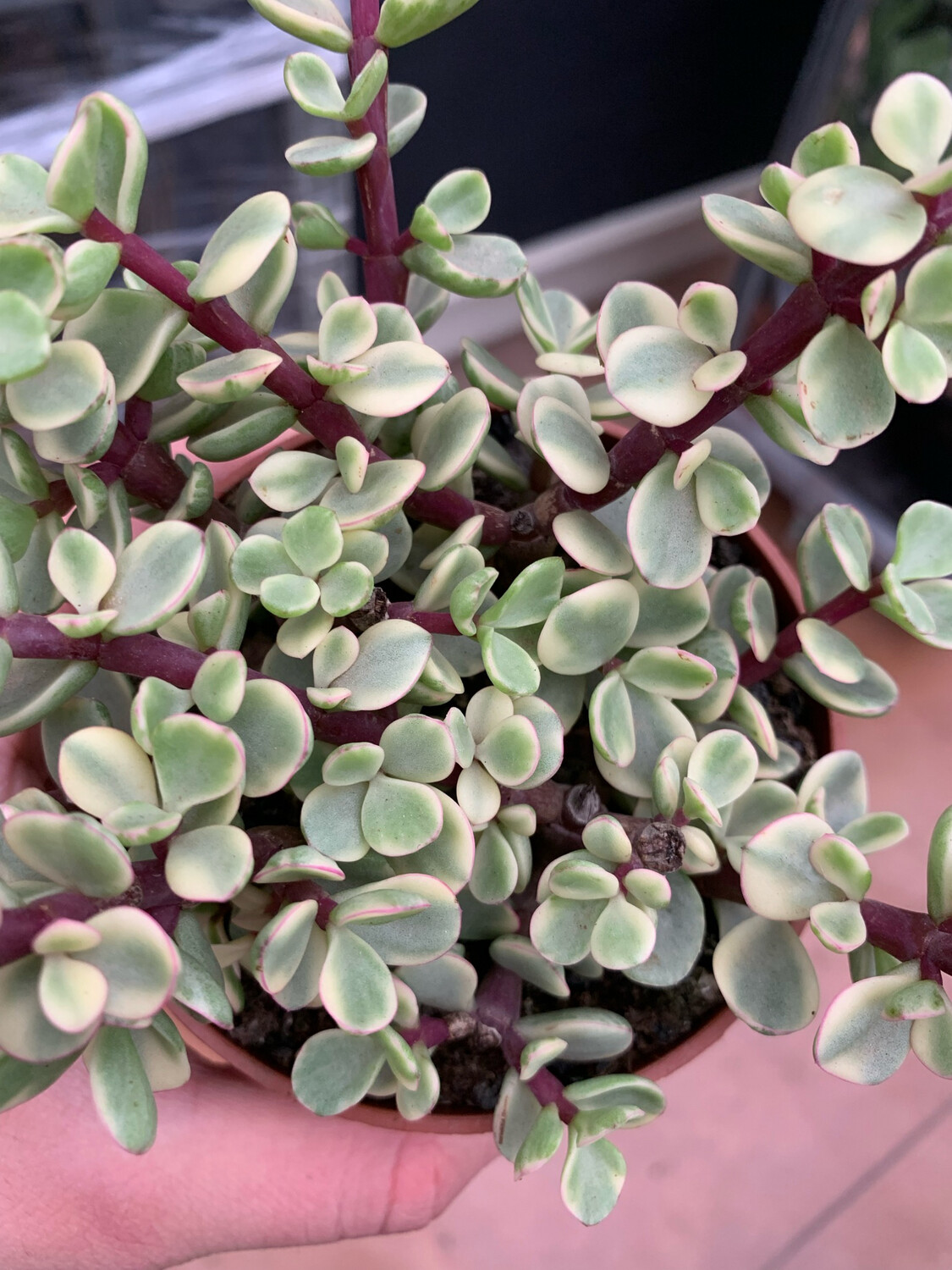 Crassula Portulacaria Afra Variegata - vaso Ø 10 cm Crassula Portulacaria Afra Variegata - vaso Ø 10 cm