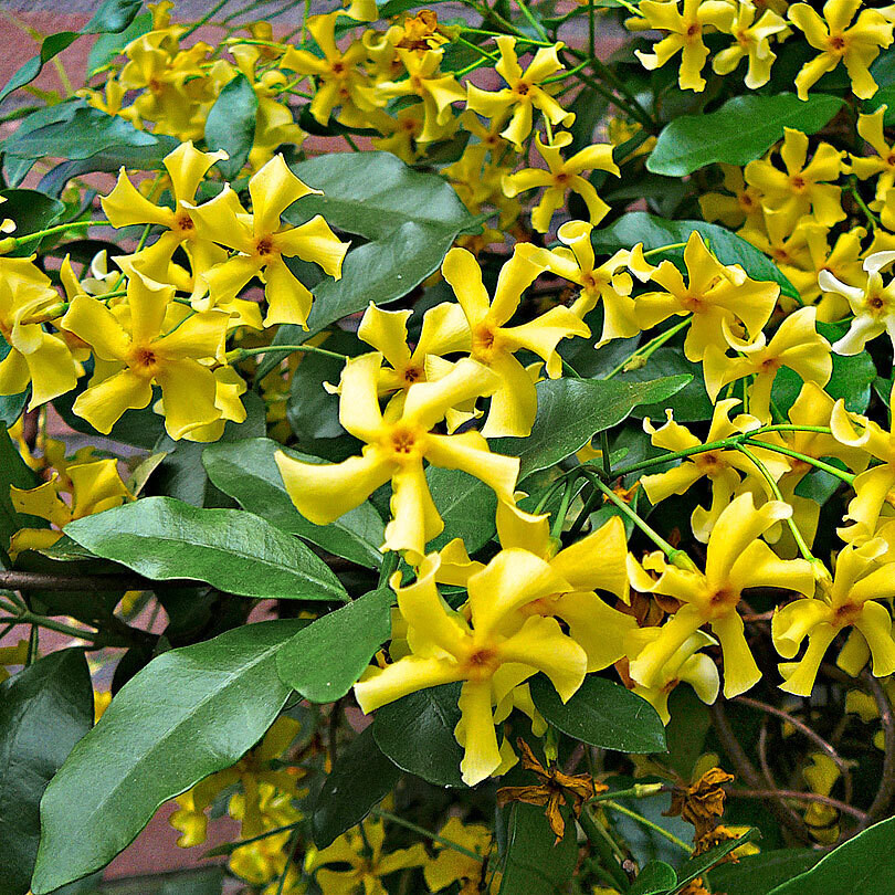 Trachelospermum jasminoides 'Star of Toscane', Falso gelsomino giallo - vaso Ø13 cm, h 75 cm Trachelospermum jasminoides 'Star of Toscane', Falso gelsomino giallo - vaso Ø13 cm, h 75 cm