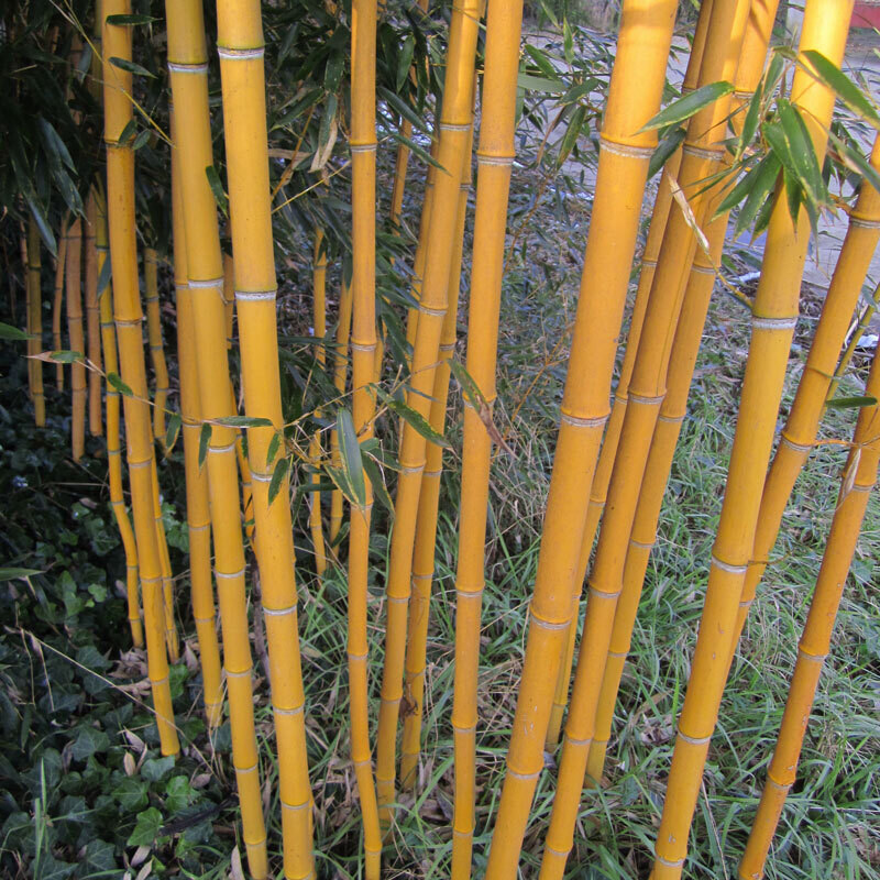 Bamboo, Bambù giallo, Phyllostachys aureosulcata - vaso Ø24 cm, h 120 cm